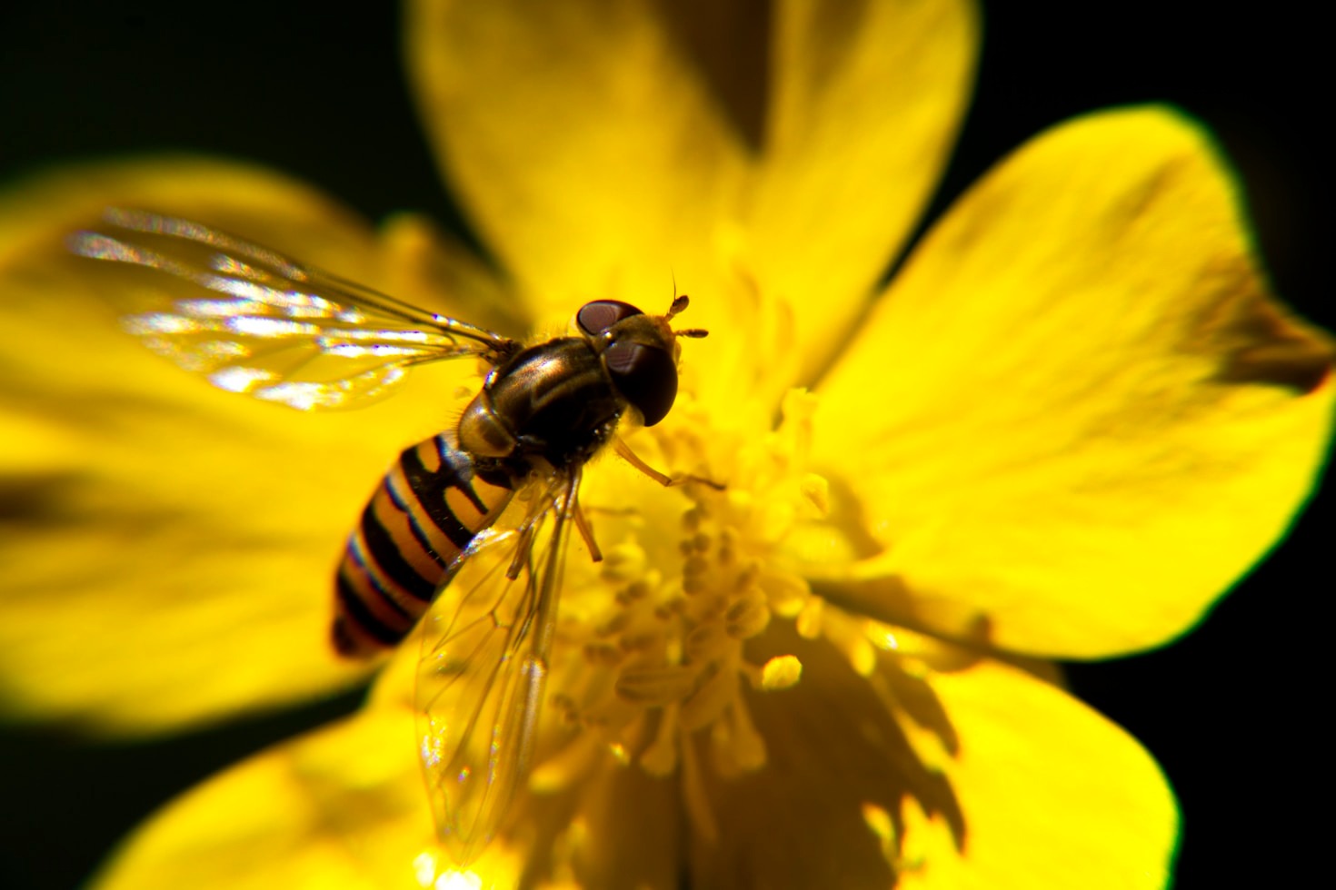 How Global Collaboration Can Save Biodiversity