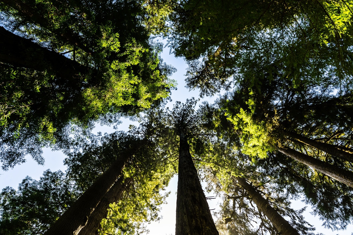 The Role of Community in Sustainability Efforts