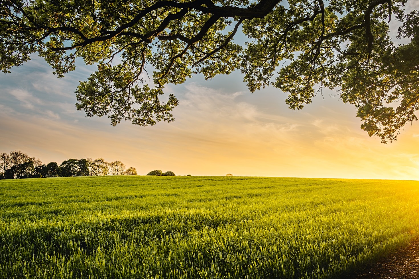 Understanding the Impact of Biodiversity Loss